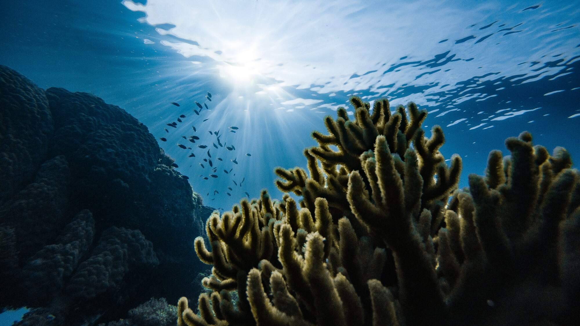 underwater coral reef with fish