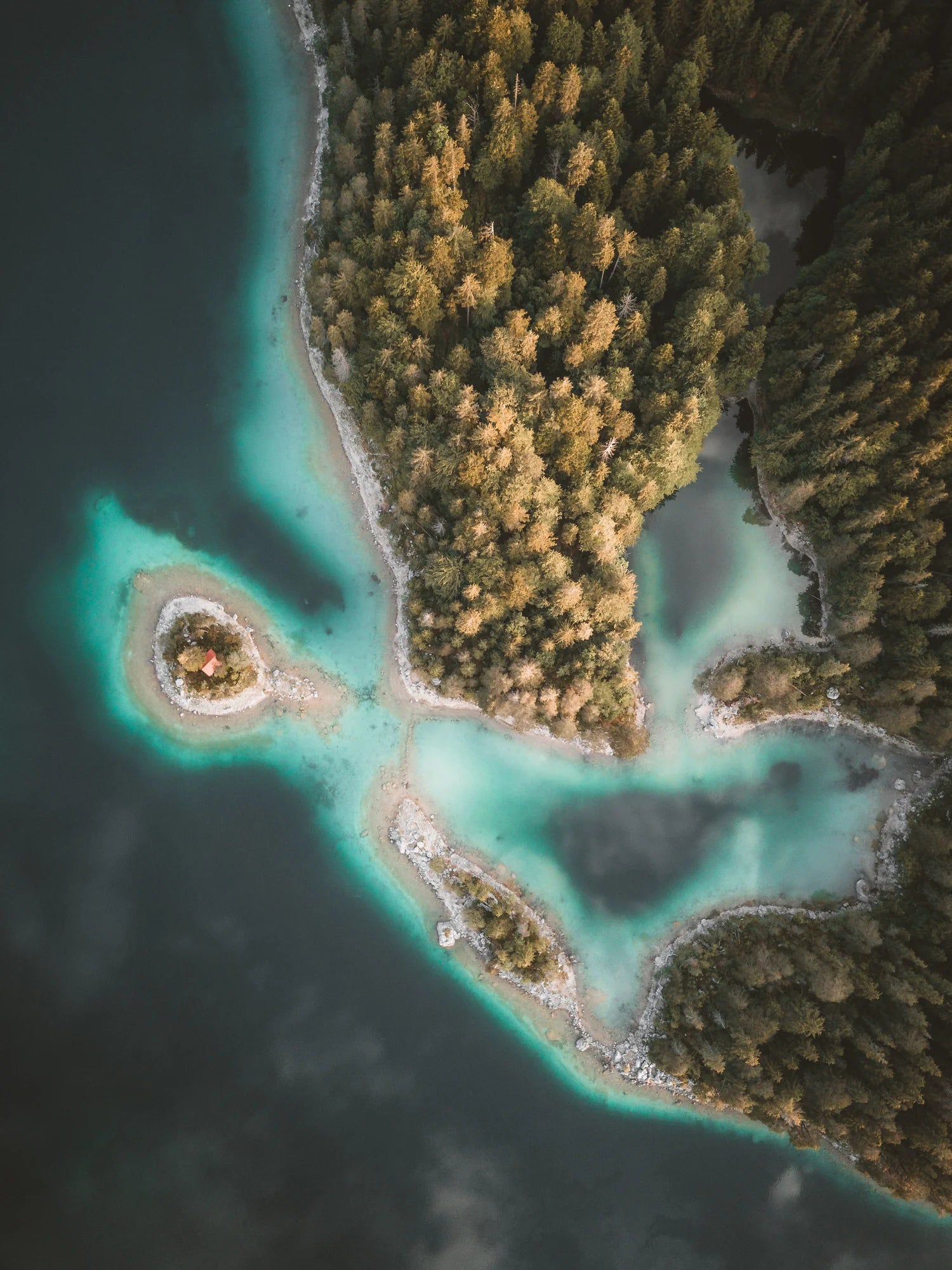 mangroves surrounded by blue water