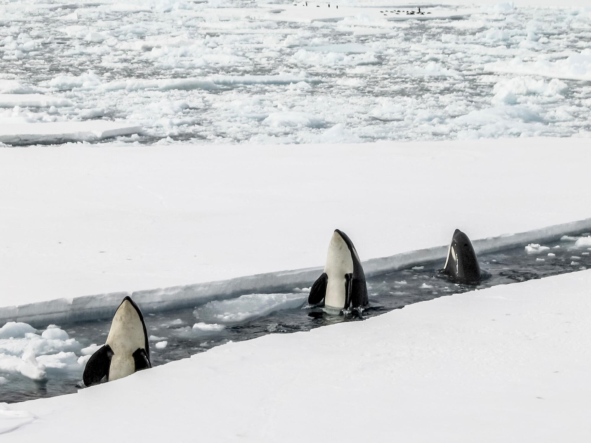 3 orcas popping up between two sheets of ice