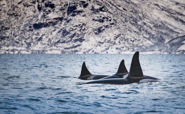 3 orcas swimming next to each other in blue water with rocky mountains behind