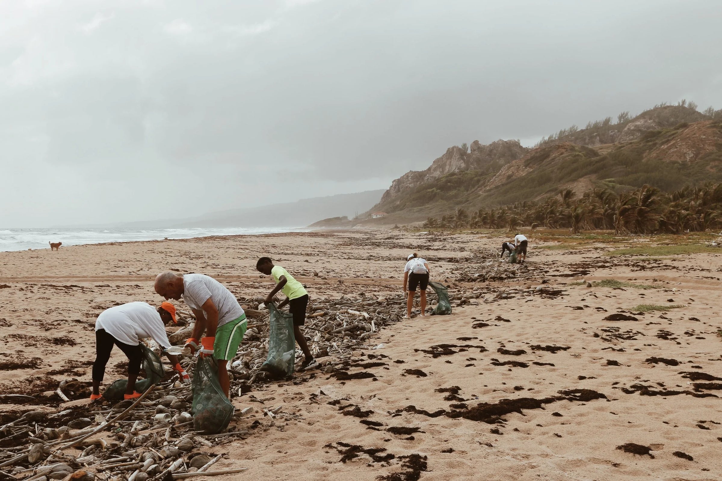 people cleaning a beach
