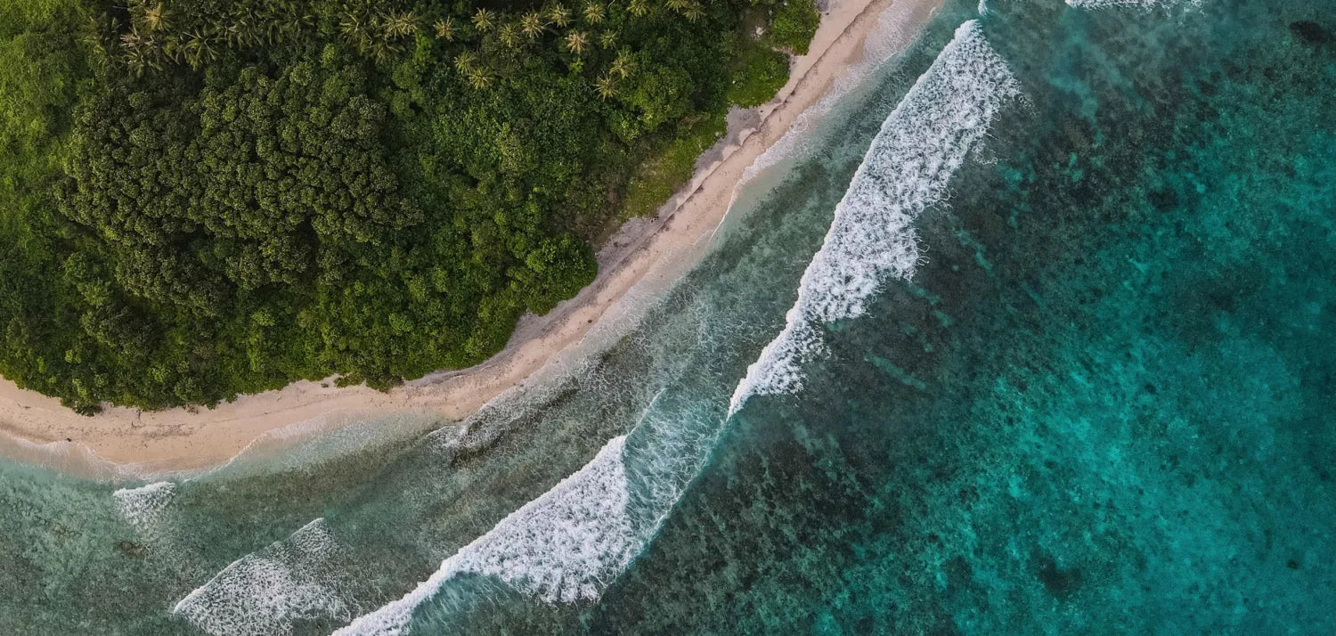 ocean with trees