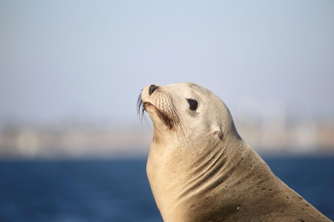 grey seal looking up with ocean behind