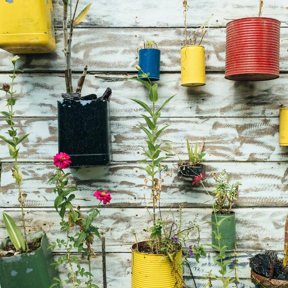 green plant and pink flower in colourful pot