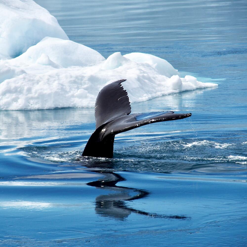 tail of whale diving under the ocean surface next to small iceberg